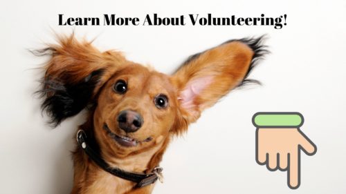 Doggies-for-Dementia-Volunteer jpg